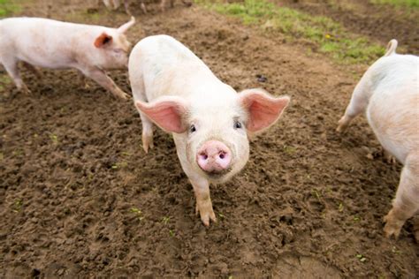 why is quality not called in live hogs